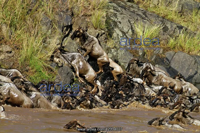 : Wildebeest - migrating herds crossing the river Mara : Wildebeest - migrating herds crossing the river Mara