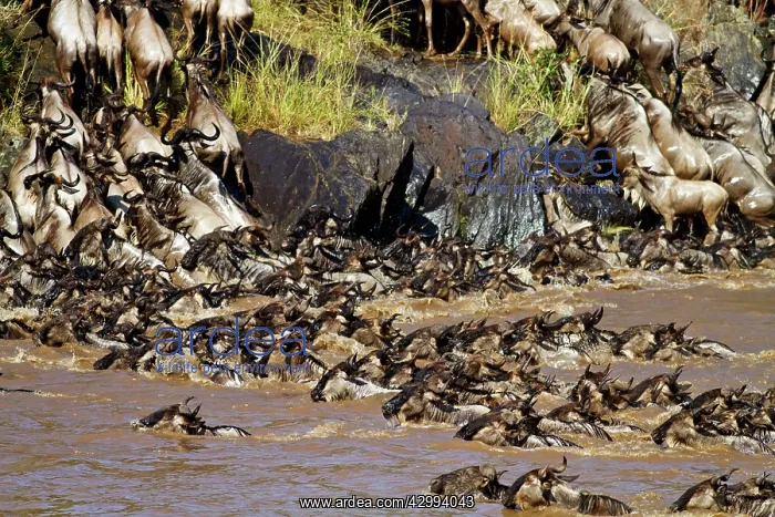 : Wildebeest - migrating herds crossing the river Mara : Wildebeest - migrating herds crossing the river Mara