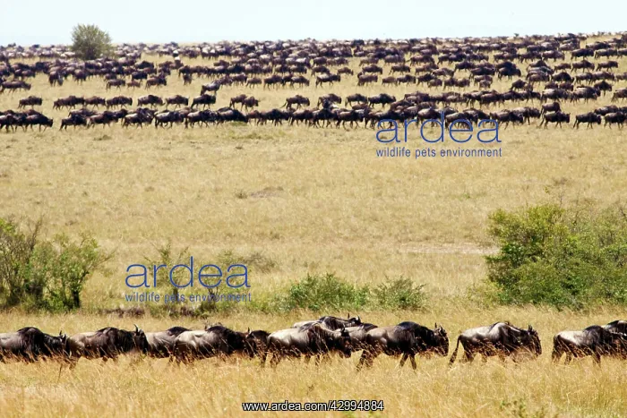 : Wildebeest - migrating herds in the savannah : Wildebeest - migrating herds in the savannah