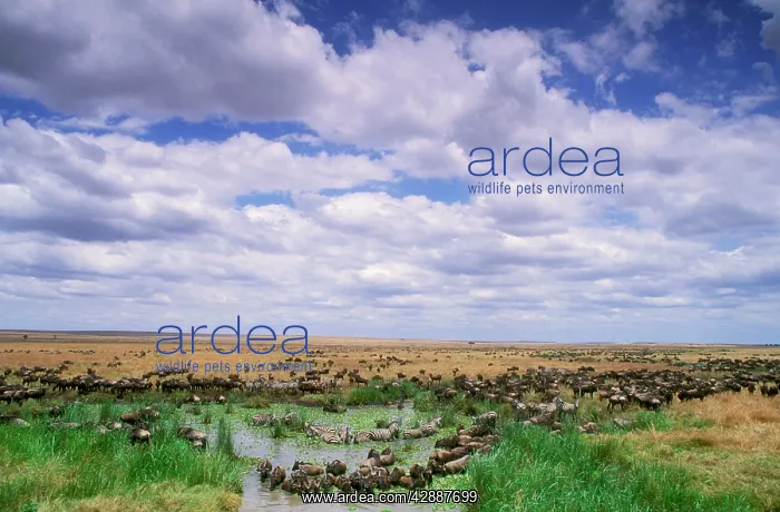  : Wildebeest - migration