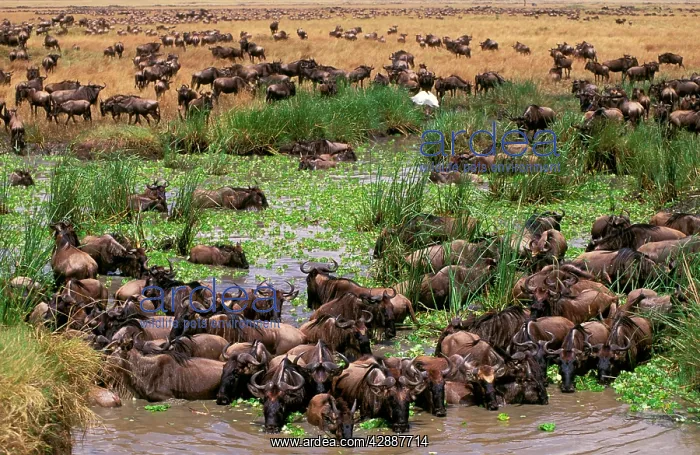  : Wildebeest - migration
