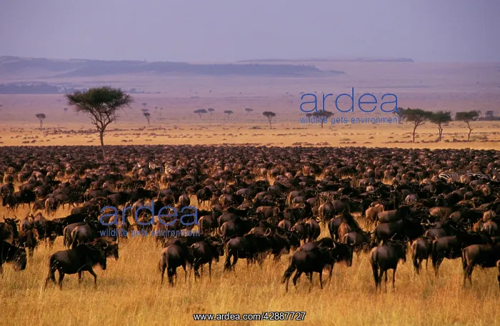  : Wildebeest - migration