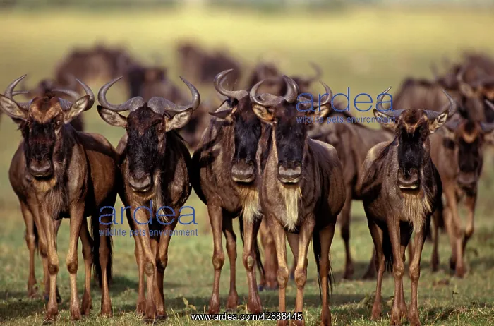  : Wildebeest - on migration
