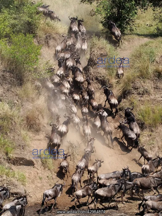: Wildebeest - migration : Wildebeest - migration