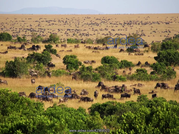 : Wildebeest - migration : Wildebeest - migration