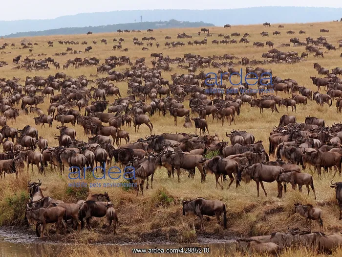 : Wildebeest - migration : Wildebeest - migration