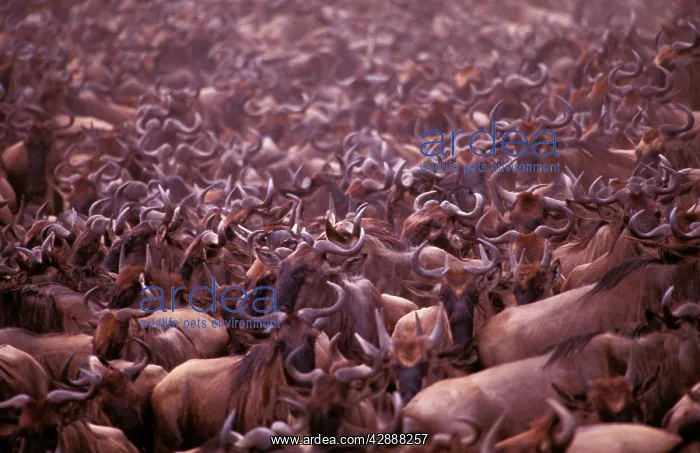  : Wildebeest - migration throng