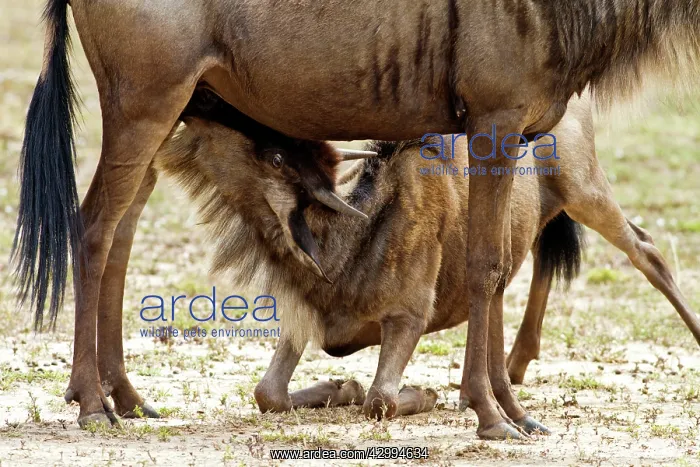 : Wildebeest - mother with young suckling : Wildebeest - mother with young suckling