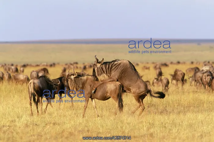  : Wildebeest - pair mating