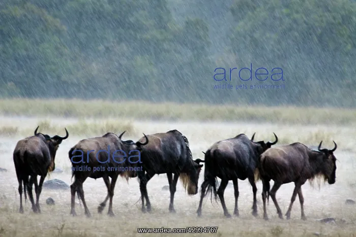 : Wildebeest - in the rain : Wildebeest - in the rain