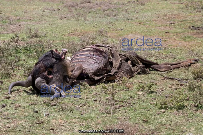 : Wildebeest remains of dead Wildebeest died from : Wildebeest remains of dead Wildebeest died from