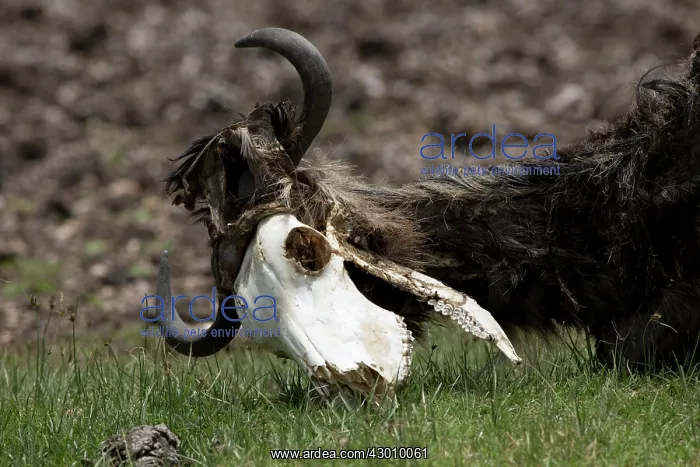 : Wildebeest remains of dead Wildebeest died from : Wildebeest remains of dead Wildebeest died from