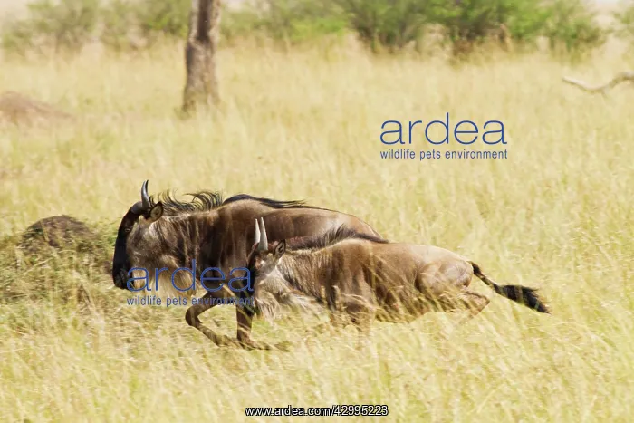 : Wildebeest - on the run during migration : Wildebeest - on the run during migration