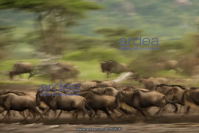 : Wildebeest - running - panning : Wildebeest - running - panning
