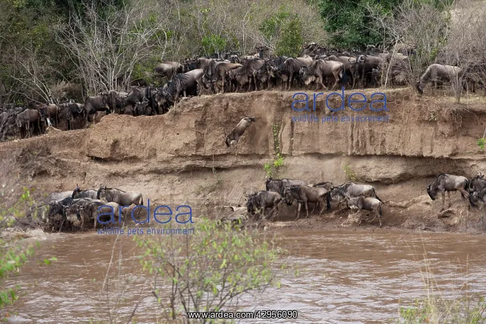 : Wildebeest - starting to cross river - one jumping : Wildebeest - starting to cross river - one jumping