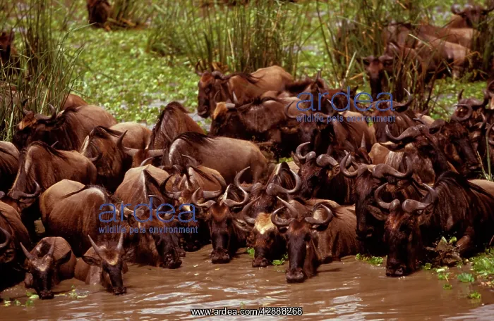  : Wildebeest - in swamp during migration