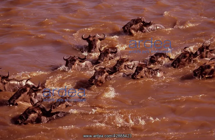  : Wildebeest - swimming across river during migration