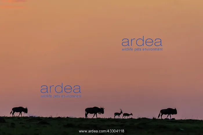 : Wildebeest and Thomson's Gazelles at sunrise : Wildebeest and Thomson's Gazelles at sunrise