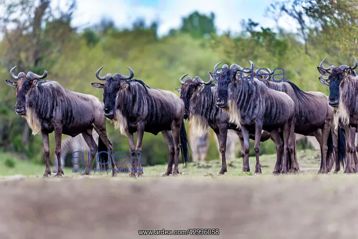 : Wildebeest waiting to cross the river : Wildebeest waiting to cross the river