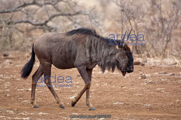 : Wildebeest - walking : Wildebeest - walking
