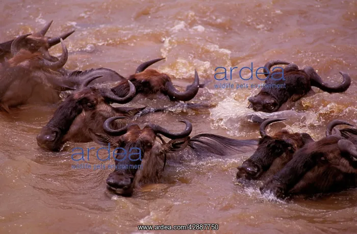  : Wildebeest - in water on migration