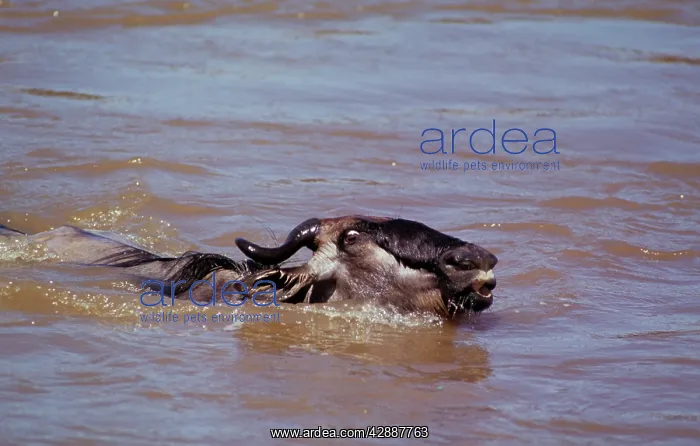  : Wildebeest - in water on migration