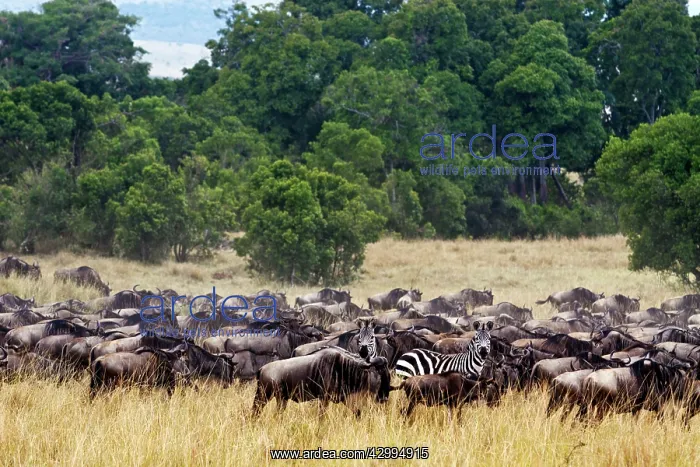 : Wildebeest - and Zebra - migrating herds in the savannah : Wildebeest - and Zebra - migrating herds in the savannah