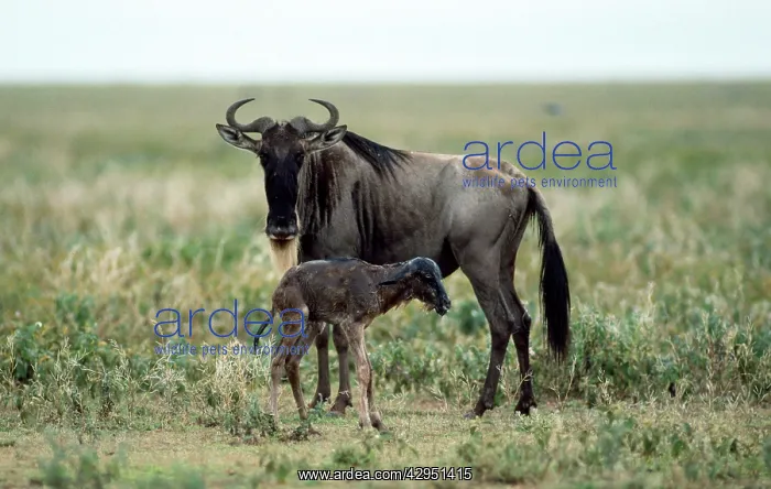  : Wildebeeste - mother given birth to baby