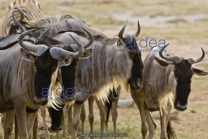 : Wildebeests at Amboseli NP, Kenya : Wildebeests at Amboseli NP, Kenya