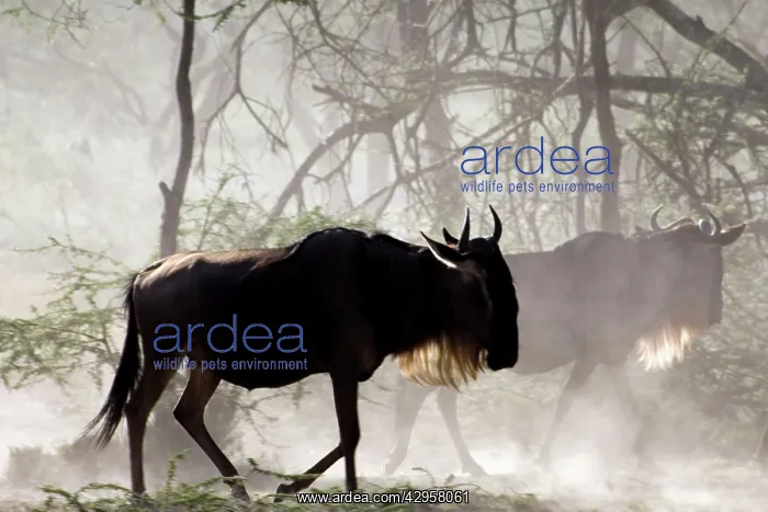 : Wildebeests - On migration : Wildebeests - On migration