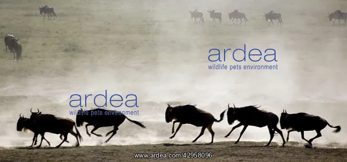 : Wildebeests - On migration : Wildebeests - On migration