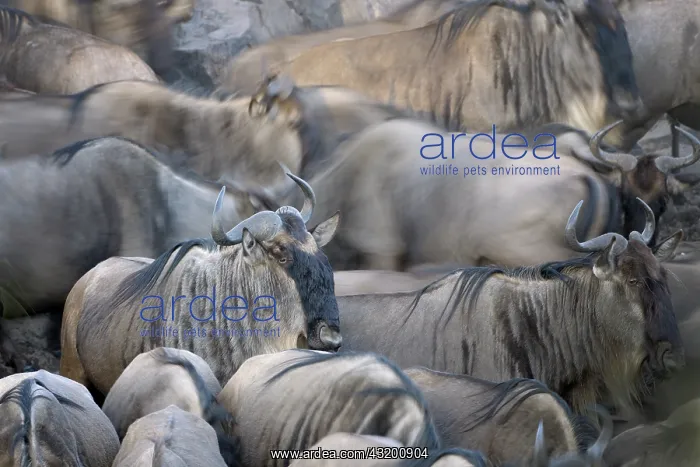 : Wildebeests Migration : Wildebeests Migration