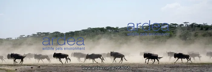 : Wildebeests - On migration - Between Serengeti and Ndutu : Wildebeests - On migration - Between Serengeti and Ndutu