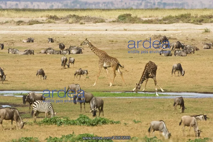 : Wildebeests, Zebras and Giraffes gather : Wildebeests, Zebras and Giraffes gather
