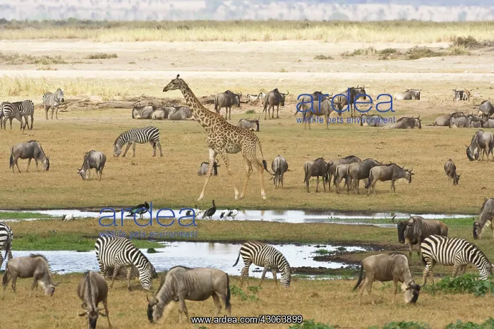 : Wildebeests, Zebras and Giraffes gather : Wildebeests, Zebras and Giraffes gather