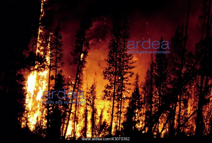 : Wildfire in the Boise National Forest : Wildfire in the Boise National Forest