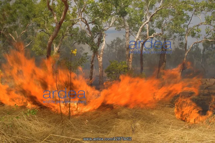 : Wildfire in the bush - the flames of a raging bushfire : Wildfire in the bush - the flames of a raging bushfire