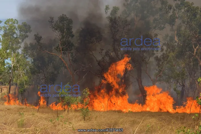 : Wildfire in the bush - the flames of a raging bushfire : Wildfire in the bush - the flames of a raging bushfire