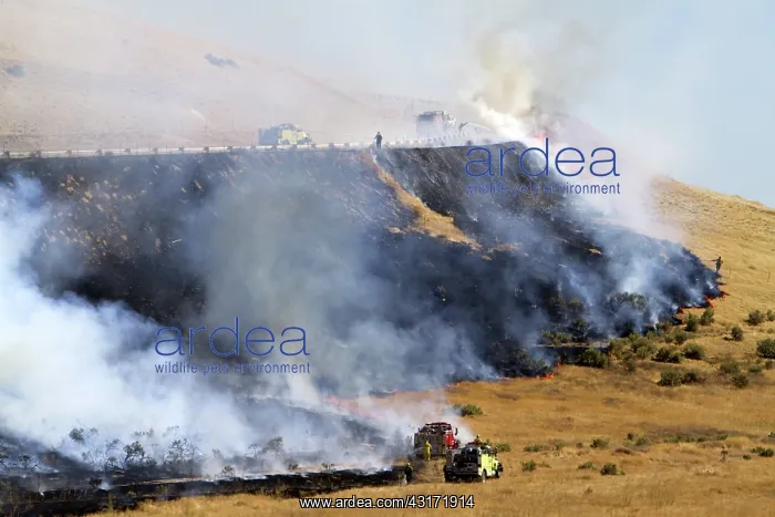: Wildfire in Idaho : Wildfire in Idaho