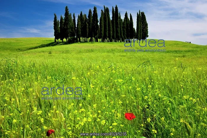 : Wildflower in a field below a Cluster of : Wildflower in a field below a Cluster of
