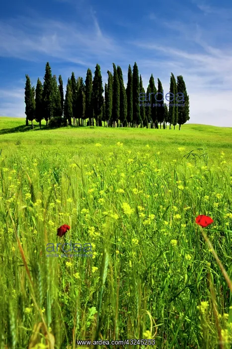 : Wildflower in a field below a Cluster of : Wildflower in a field below a Cluster of