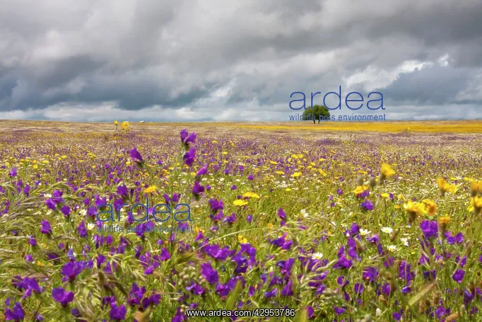 : Wildflower Meadow : Wildflower Meadow