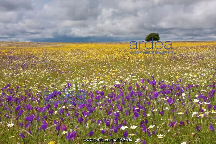 : Wildflower Meadow : Wildflower Meadow