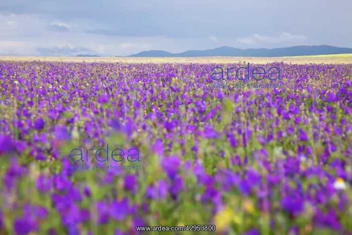 : Wildflower Meadow : Wildflower Meadow