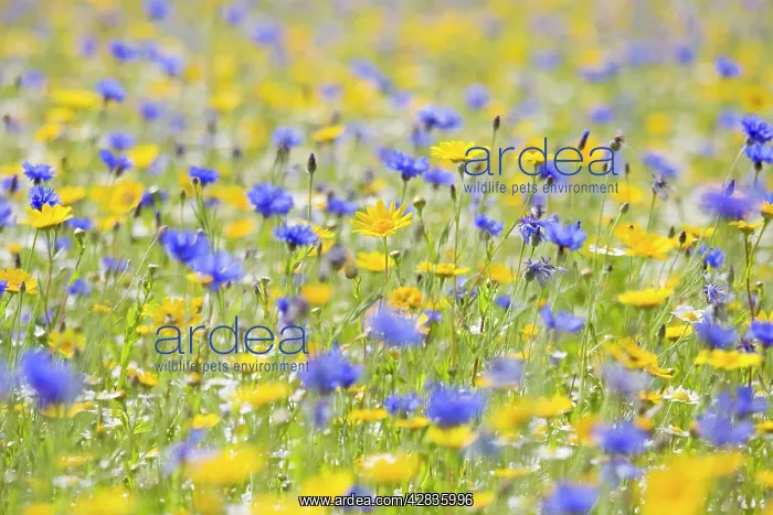 : Wildflower Meadow - cultivated with Cornflower : Wildflower Meadow - cultivated with Cornflower