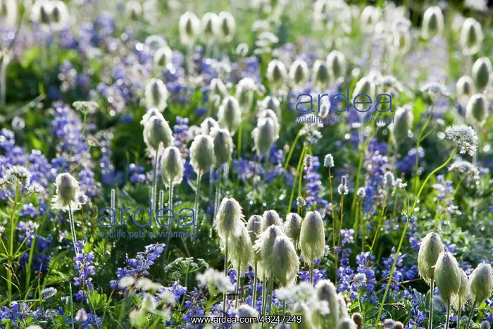 : Wildflower meadows at Paradise in Mount : Wildflower meadows at Paradise in Mount