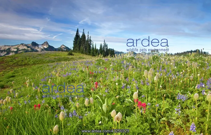 : Wildflower meadows at Paradise with Tatoosh : Wildflower meadows at Paradise with Tatoosh