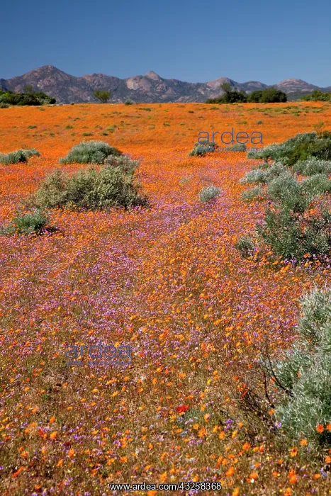 : Wildflower season, Namaqua National Park : Wildflower season, Namaqua National Park