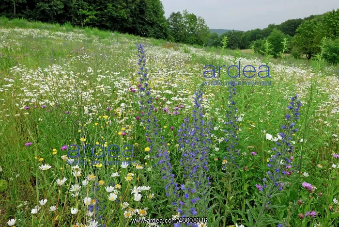  : Wildflower Strip Fallow land