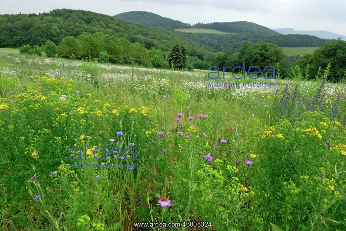 : Wildflower Strip Fallow land : Wildflower Strip Fallow land